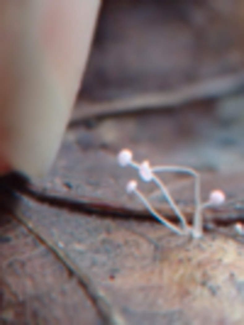 Photo © Sarah Ebdon Mycena smithiana by Sarah Ebdon